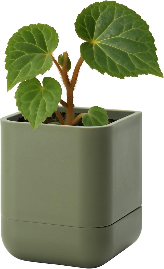 Phoenix Vine 3.5 Inch Wall Mounted Self-Watering Planter Pot for Indoor Houseplants and Herbs | Hanging Planter for Window Sills, Bathroom Walls, Home & Office Décor, Olive, Set of 1, 01-A-F-1