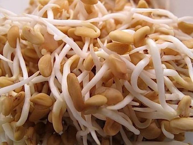 Fenugreek Sprouting Seed, Non GMO -16 oz - Country Creek Acres Brand - Fenugreek for Sprouts, Garden Planting, Cooking, Soup, Emergency Food Storage, Vegetable Gardening, Juicing, Cover Crop