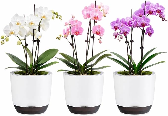 5.7Inch White Orchid Pots with Holes for Repotting, Double-Layer Plastic Self Watering Flower Pots for Indoor Plants with Drainage Holes, Clear Orchid Pot Match Decorative Orchid Container, 3 Packs