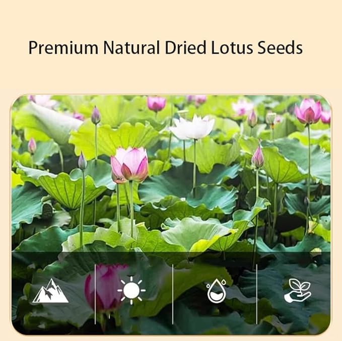Dried Lotus Seeds - 17.64oz/500gPure Natural Chinese Herbal Medicine- 白莲子Core Removed - for Cooking, Soup, Dessert & Herbal Tea (Lotus Seeds)