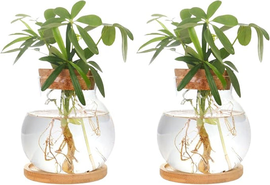 Plant Propagation Station,Hydroponic Glass Container Vase Jars, with Wooden Saucer for Desks, Houses, Garden Decorations, Home Kitchen Decorations and Gifts for Plant Lovers (2)