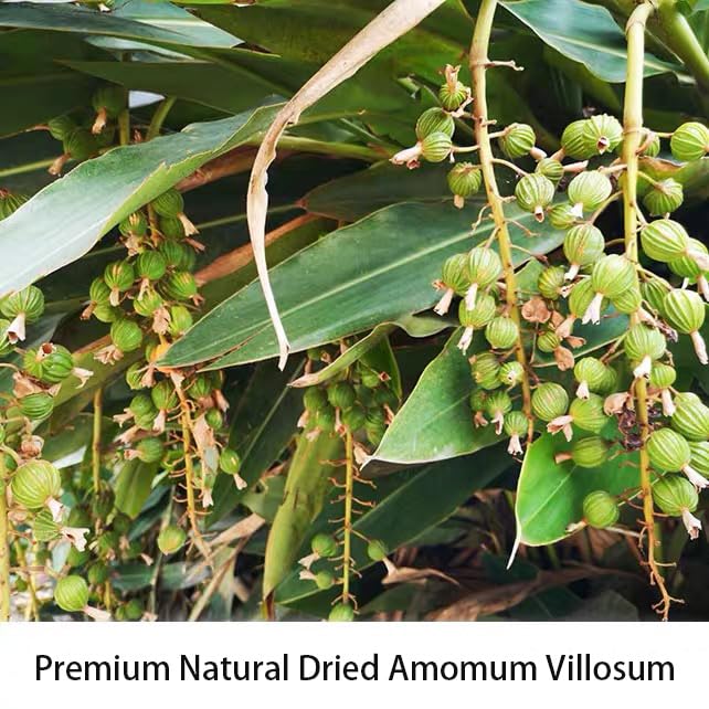 Chinese Cardamom (Sha Ren) 川砂仁 - 5.29oz/150gPure Natural Chinese Herbal Medicine- Amomum Villosum Pods - Dried Whole Herbal Spice for Tea, Cooking (Amomum villosum)