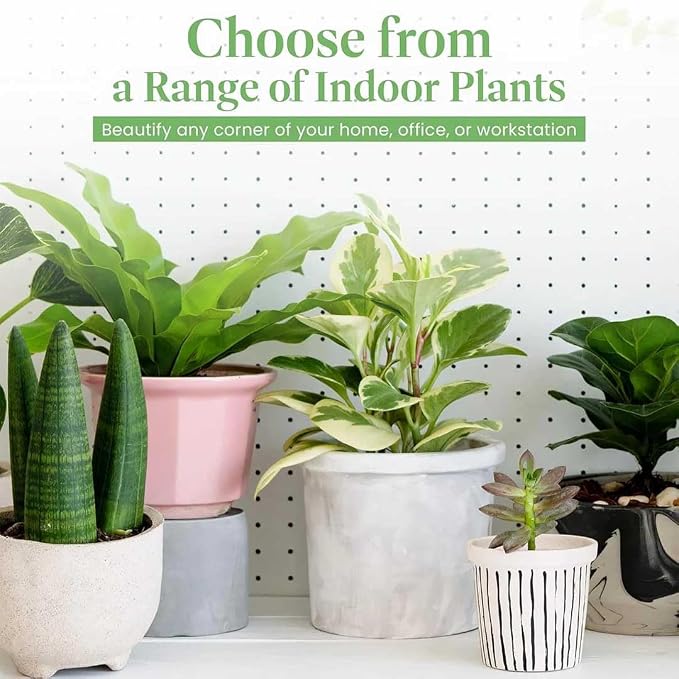 American Plant Exchange Golden Pothos 4-Inch Pot – Easy-Care Trailing Houseplant, Air-Purifying Vine for Home & Office, Low-Maintenance Indoor Plant for Hanging Baskets & Shelves