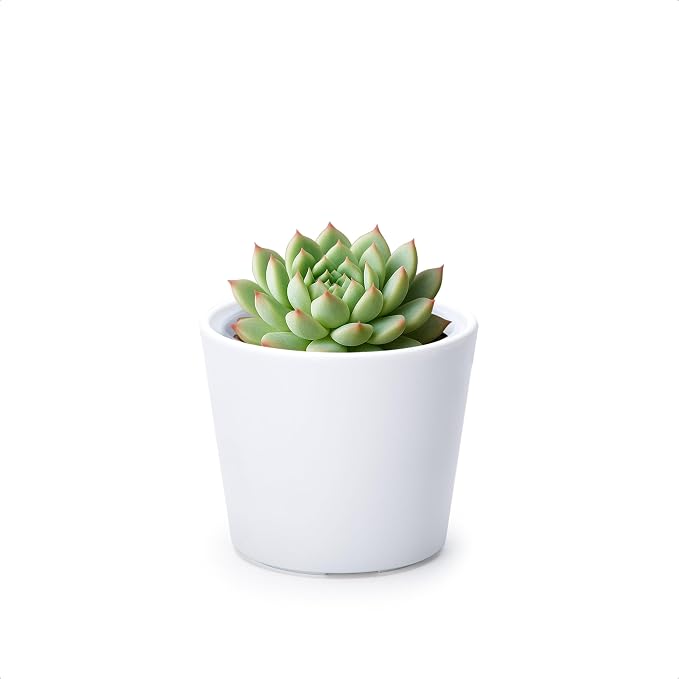 Phoenix Vine 3.5 Inch White Plastic Cachepot with Clear Nursery Pot, Decorative Lightweight Planter Cover with Transparent Inner Pot for Indoor Houseplants, Pack of 1, 24-A-D-1