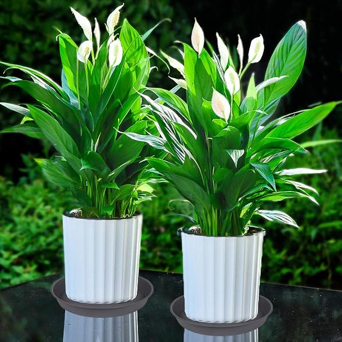 6 Pack Planter Saucer Tray Gray, 4 6 8 10 12 13 15 17 19 inch Pot Saucers, Heavy Duty Plastic Plant Saucers for Indoors, Plant Drip Tray, Plant Trays for pots Planter (6 inch, Cement)