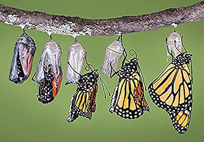 Pink Swamp Milkweed Seeds to Help Save The Monarch Butterflies - Incarnata Milkweed