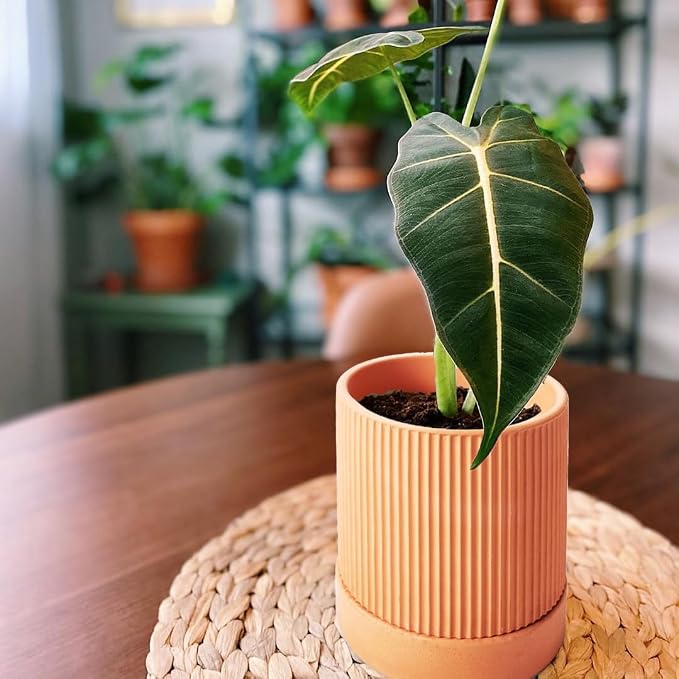 HERDUK Modern Terra Cotta Pots, 6 Inch 5.1 Inch 4 Inch Ribbed Textured Clay Planter Set with Drainage Holes & Saucers, Garden Pots for Indoor/Ourdoor Plants Succulent, Cactus & Herb