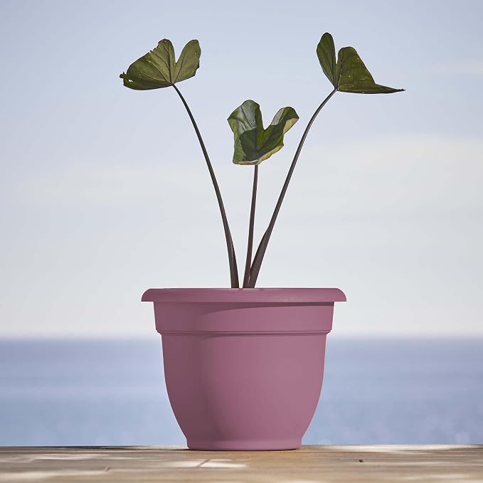 Bloem Ariana 10" Self-Watering Plastic Planter - Rolled Rim Indoor/Outdoor Garden Pot, Dusty Rose