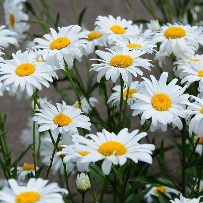 Outsidepride Shasta Daisy Chrysanthemum Seeds - 5 Lbs. Perennial Deer Proof, Drought Tolerant, Wildflower Seeds for Pollinator Gardens, Cut Flowers & Water-Efficient, Low Maintenance Landscaping