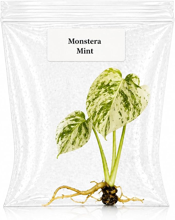Rare Monstera Mint Tissue Culture, Live Starter Plant, Variegated Plants Live Houseplants, Exotic Live Plants for Indoor Decor, Perfect for Collectors and Beginner Houseplant Lovers