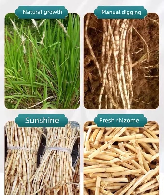Lalang Grass Rhizome- Pure Natural Chinese Herbal Medicine-Dried Cogon grass root 白茅根3.53oz/100g Used for making soup-Brewing tea-Bai Mao Gen (Cogon grass root)