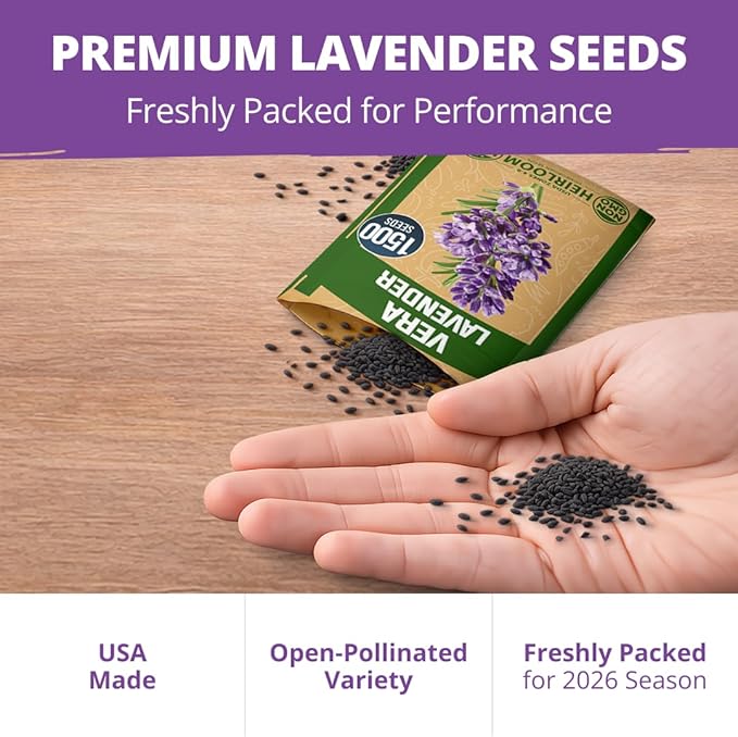 HOME GROWN Non GMO English Lavender Seeds 1,500+ Wildflower Seed for Planting Indoor/Outdoor, High Germination, Plant Flower Seeds (Lavandula antustifolia)