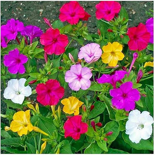 80 Mixed Four O'Clock Seeds - Tender Perennial that Reseeds Easily