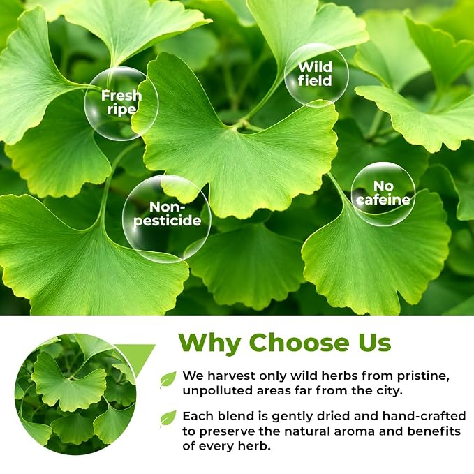 50 Bags Ginkgo Leaf Herbal Tea (Ginkgo Biloba) - 50 Count 1.5g Bags Dried Ginkgo Leaf Té De Ginkgo