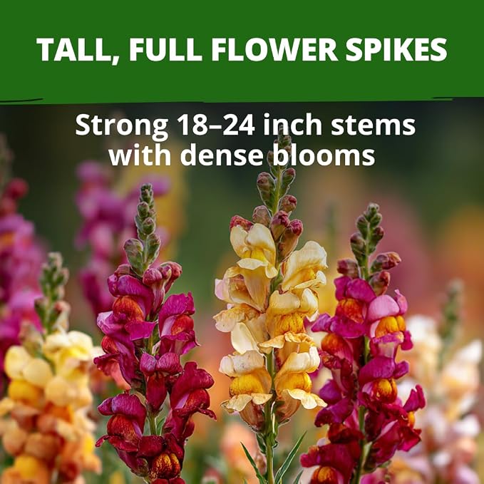 HOME GROWN Snapdragon ‘Tetra’ 7000 Seeds 1.1g Snapdragon Seeds Perennial Tall Flower Seeds to Plant Outside – Vibrant Mixed Colors, Cottage Gardens & Seasonal Bedding Displays (Antirrhinum majus)