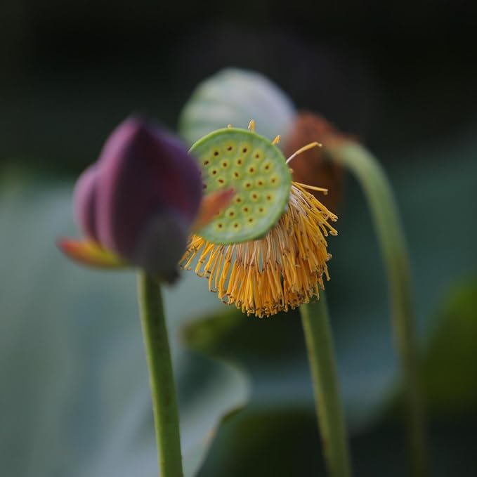 CarpetC 160+ Mixed Bowl Lotus Seeds for Planting, Nelumbo nucifera Aquatic Plant, Non-GMO Heirloom Water Lilys Flower Plant for Containers, Ponds and Water Gardens