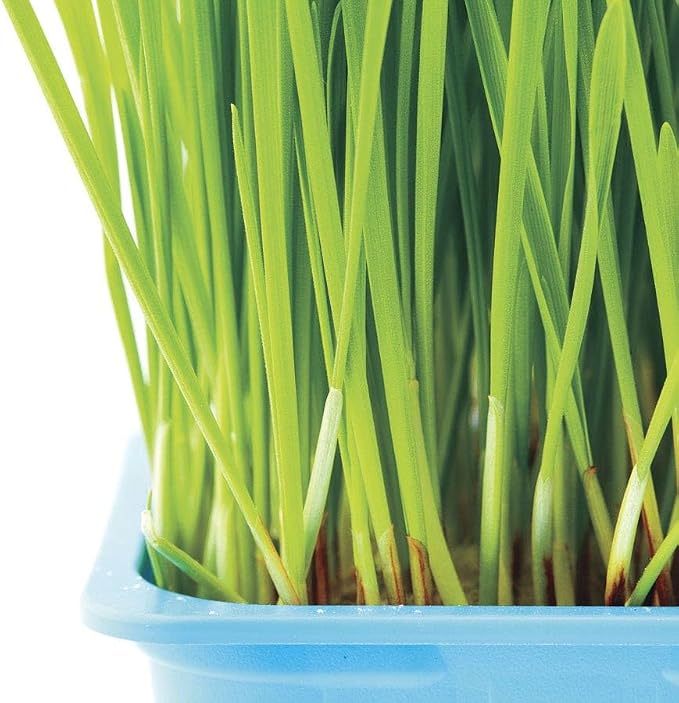 Park Seed Sow Effortless Collection Seed Tape – Cat Grass, 15 Feet – Easy DIY Planting for Pets or Windowsill Decor, Quick-Growing Barley Grass, No Thinning or Measuring Required, Ready in 7 Days