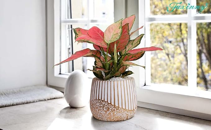 Vanavazon 2-Pack Cement Plant Pots for Indoor Plants,6 Inch Flower Pots with Drainage Holes for Houseplants,Succulents, Snake Plants (White Gold)