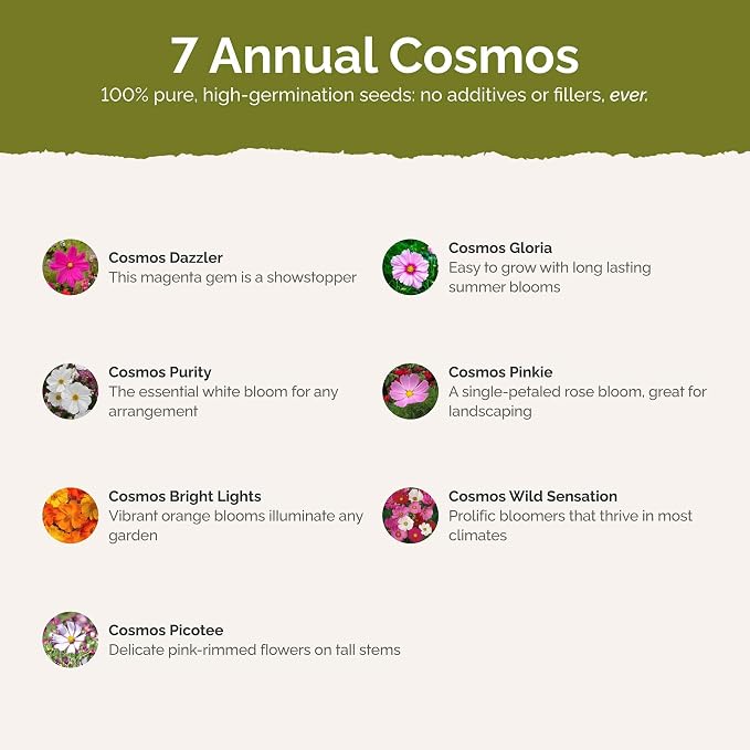 Eden Brothers Crazy for Cosmos Flower Mixed Seeds for Planting, 1/4 lb, 120,000+ Seeds with Cosmos Gloria, Pinkie, Purity | Attracts Pollinators, Plant in Spring or Fall, Zones 3, 4, 5, 6, 7, 8, 9, 10