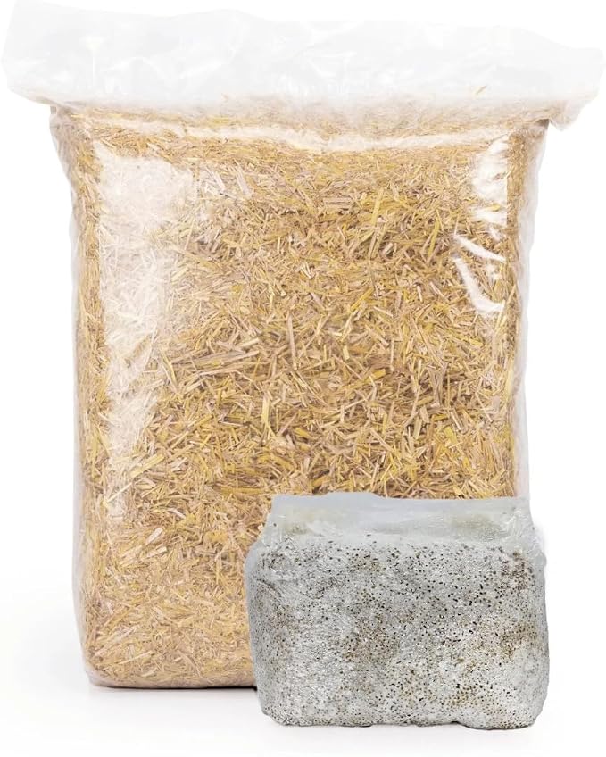 North Spore MushBucket Blue Oyster Mushroom Bucket Grow Kit, 3lbs Spawn Bag | Beginner-friendly Mushroom Growing Kit, Fully Colonized Organic Blue Oyster Grain Spawn Included, Pins in 7–10 Days