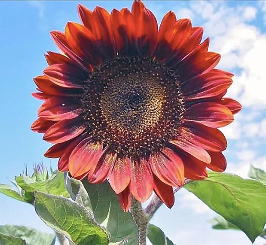 Red Sun Sunflower Seeds - Heads up to 6" Across