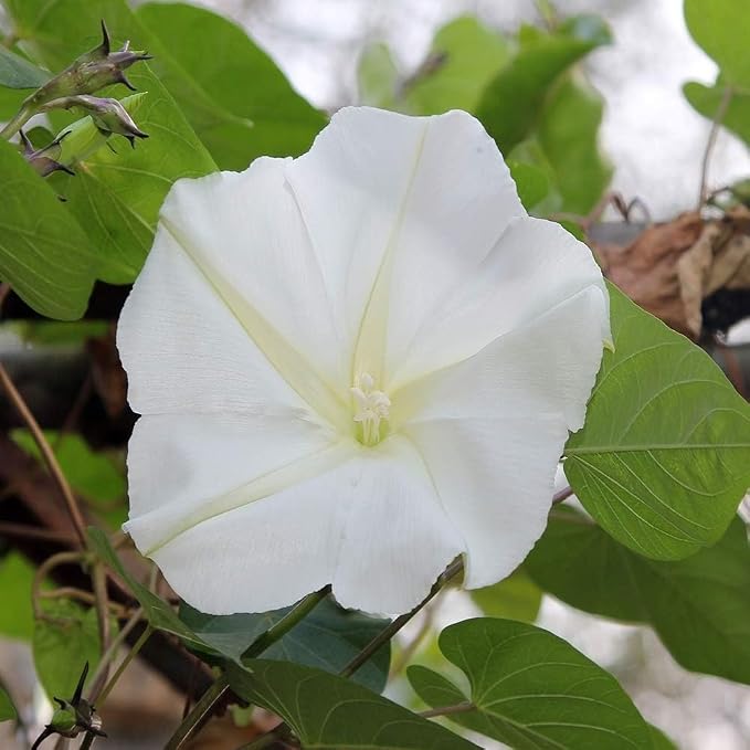 Outsidepride Ipomoea Alba Moonflower Seeds – 100 Pcs Annual, Vining Flower Seeds for Planting, Fragrant Night-Blooming Climbers for Trellises, Moon Gardens, Night Pollinators & Outdoor Landscapes