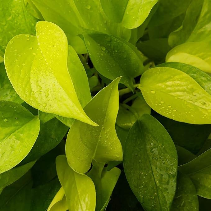 American Plant Exchange Neon Pothos – Live 6-Inch Potted Climbing Vine, Easy-Care Air Purifying Houseplant, Fast-Growing Indoor Plant for Home, Office, Bedroom, Living Room & Indoor Jungle Décor