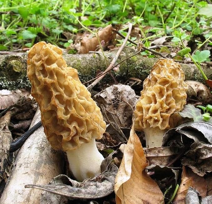 Morel Mushrooms Spores - Heirloom - GMO Free