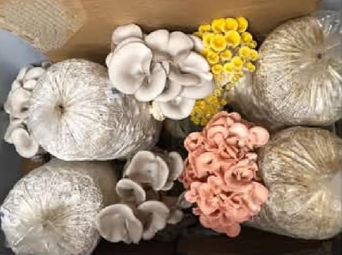 Four All in One Mushroom Grow Kits with Yellow, Blue, Florida, and Pink Oyster, Complete Cultivation Set