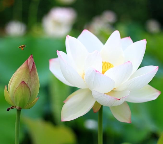 CarpetC 160+ Mixed Bowl Lotus Seeds for Planting, Nelumbo nucifera Aquatic Plant, Non-GMO Heirloom Water Lilys Flower Plant for Containers, Ponds and Water Gardens