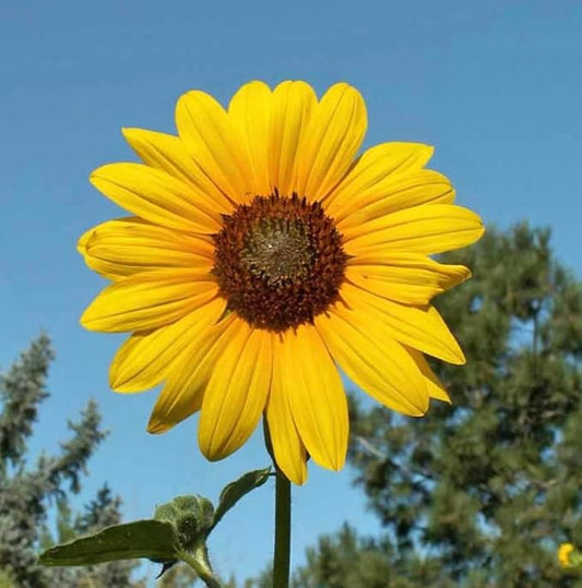 Marde Ross & Company Wild Sunflower Seeds - Attracts Bees and Butterflies - Non GMO - Highly Adaptable to Dry to Moderate Moisture and Variety of Soil Types - 2-8 Feet Height