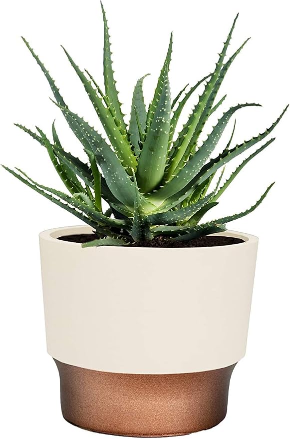 The HC Companies 7 Inch Sprite Succulent Pot 6.95"x6.95"x6.21Inch in Vanilla Bisque with Copper Bottom Color