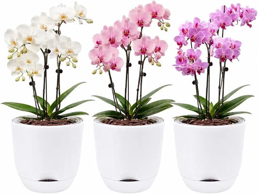 5.7Inch White Orchid Pots with Holes for Repotting, Double-Layer Plastic Self Watering Flower Pots for Indoor Plants with Drainage Holes, Clear Orchid Pot Match Decorative Orchid Container, 3 Packs