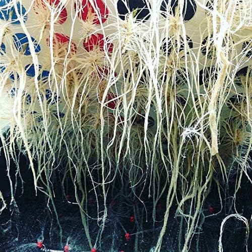 36 Site Aeroponic Cloning Machine. Expect 100% Success Rates!
