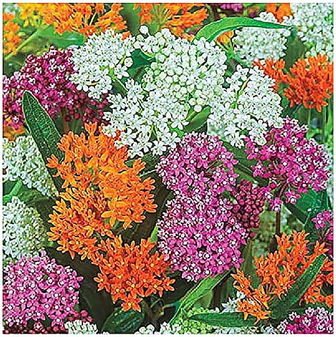 Pink Swamp Milkweed Seeds to Help Save The Monarch Butterflies - Incarnata Milkweed