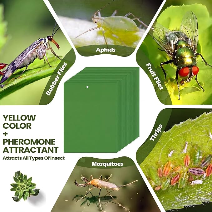 Qualirey 150 Pcs Green Sticky Traps for Gnats, 6 x 8 Inch Dual Sided Gnat Traps for Indoor Outdoor Plants, Fungus Gnat Sticky Cards for Fruit Flies Whiteflies Thrips, Twist Ties and Plastic Holders