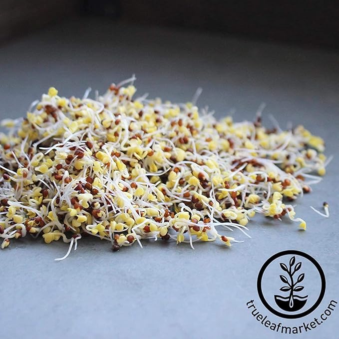 Handy Pantry Broccoli Sprouts Seed Organic - 1 Lb - Non-GMO Broccoli Seeds | Sprouting & Microgreens Sprouting Seeds, Contain Sulforaphane