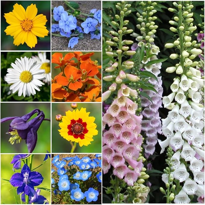 Seed Needs Wildflower Seeds Partial Shade Mix 1 Ounce Heirloom Bulk Pack