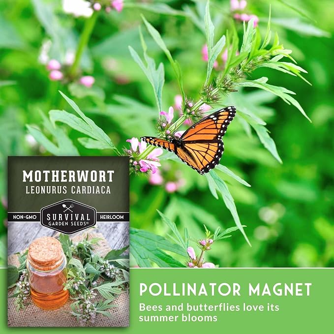 Motherwort Seeds for Planting - Leonurus Cardiaca - Heirloom Medicinal Herb for Apothecary Gardens and Pollinator Support - Survival Garden Seeds (3 Packs)