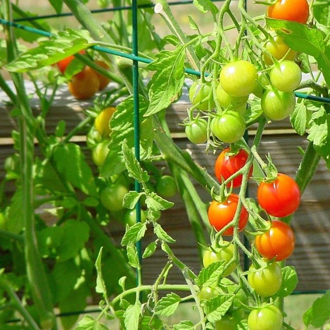 2 Pack 12x39 Inch High Green Folding Square Tomato Cages | Tall Plant Support, Tomato Trellis, Metal, Peony Cage Peony Support