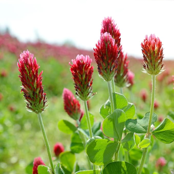 Groundio Annual Crimson Clover Seeds, 2 lbs, Trifolium Incarnatum Seeds for Lawn, Attracts Pollinators, Nitrocoated and Inoculated Seeds for Garden(Trifolium Repens)