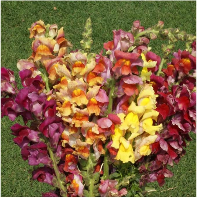 Seed Needs Tetra Snapdragon Seeds to Plant Mixed Cut Flowers 1 Pack