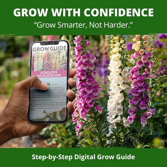 HOME GROWN Foxglove Seeds Mix 148,500 Bulk Mixed Color Flower Seeds 15g for Planting Outdoors Spring 2026, Perennial Wildflowers for Cottage Gardens, Borders & Pollinator Gardens (Digitalis purpurea)