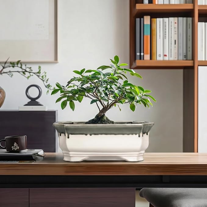 Ceramic Bonsai Pots - 11.6 Inch Succulent Planters for Indoor Outdoor Plants, Bonsai Tree Pots with Drainage Hole, Large Shallow Planter, Patio Decor, Women Men Gifts, Rectangular Beige-Grey