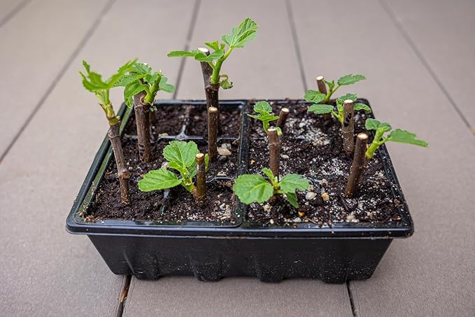 Gardzen 10 Pack Seed Starting Tray, Plant Germination Trays, Seed Starter Kit with Adjustable Humidity Vented Dome for Indoor&Outdoor Use, Plant Growing Kit 6.6" x 4.5", Total 120-Cell, Clear