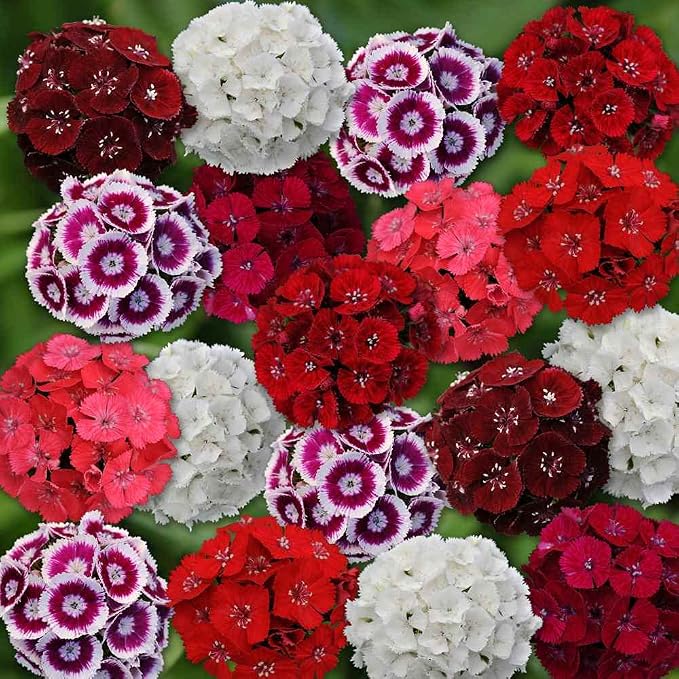 Outsidepride Sweet William Dianthus Seeds - 5 Lbs. Perennial, Winter Hardy Wildflower Seeds w/Fragrant & Vibrant Blooms, Ideal for Pollinator Gardens, Cut Flowers & Colorful Landscaping
