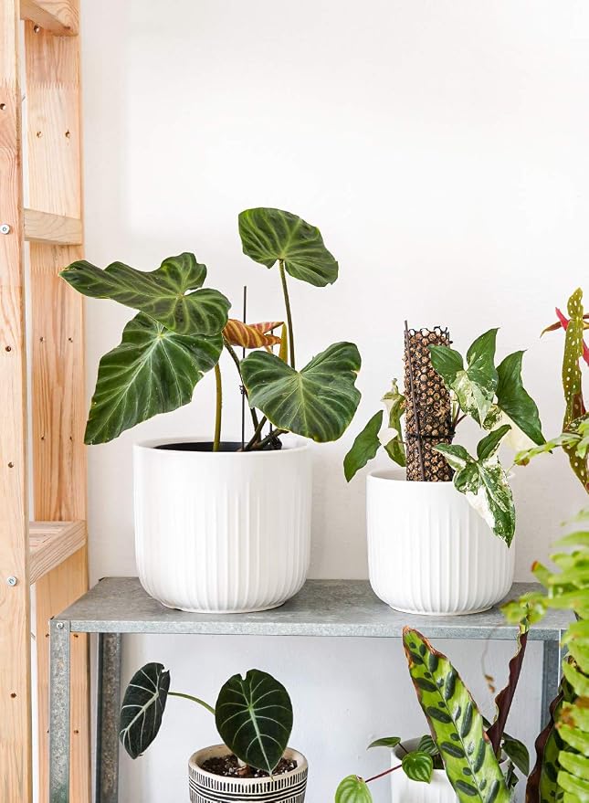 LE TAUCI Ceramic Planters, 8.3/7/6 Inch Indoor Pots for Plants with Drainage Holes & Mesh, Modern Matte Glaze Cylinder Fluted Plant Pot for Snake Plant, Set of 3, White
