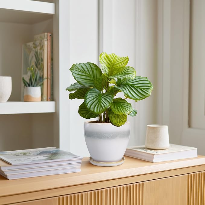 Ceramic Plant Pot - 6 Inch Ceramic Pots for Indoor Outdoor Plants, Decorative Planter with Drainage Hole and Saucer, Modern Plant Pots, Bedroom Room Decor, Plant Lover Gifts, White-Grey