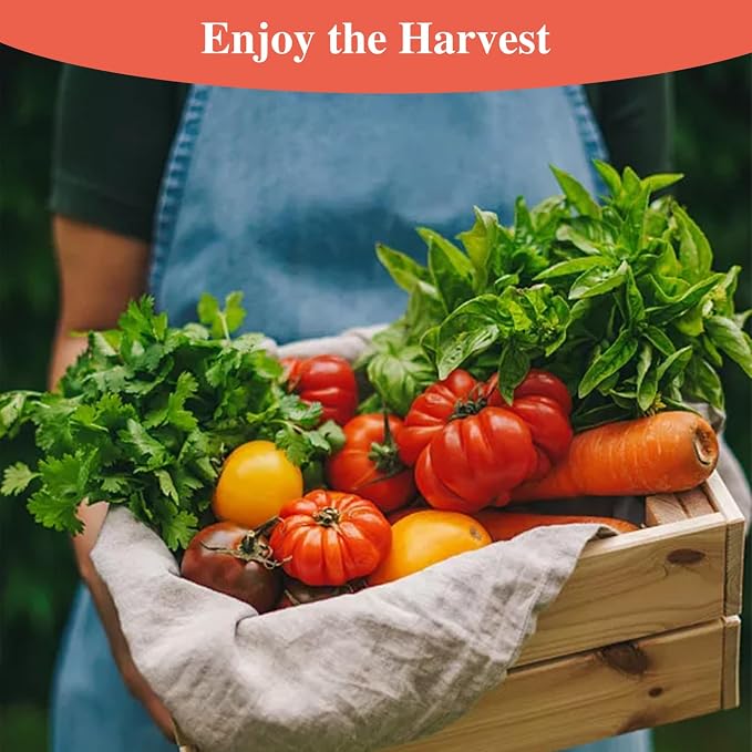 Groundio Beefsteak Tomato Seeds Non-GMO Heirloom Seeds, High Germination Indeterminate for Planting, Large Meaty Slicing Fruits, High Yield Summer Garden (Solanum lycopersicum)