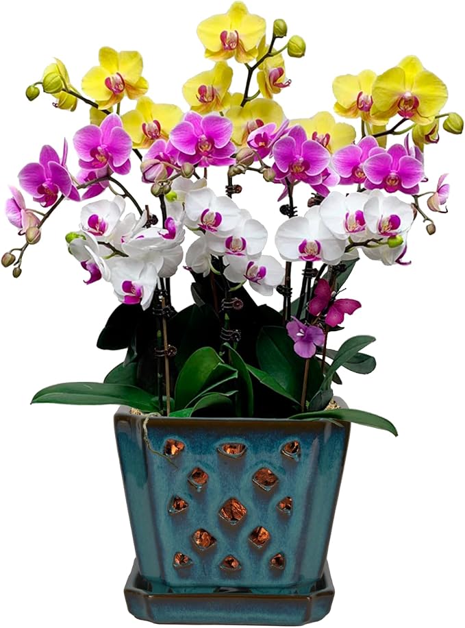 W&W Orchid Pot with Holes and Saucer for Repotting and Better Grow, Teal, 7"
